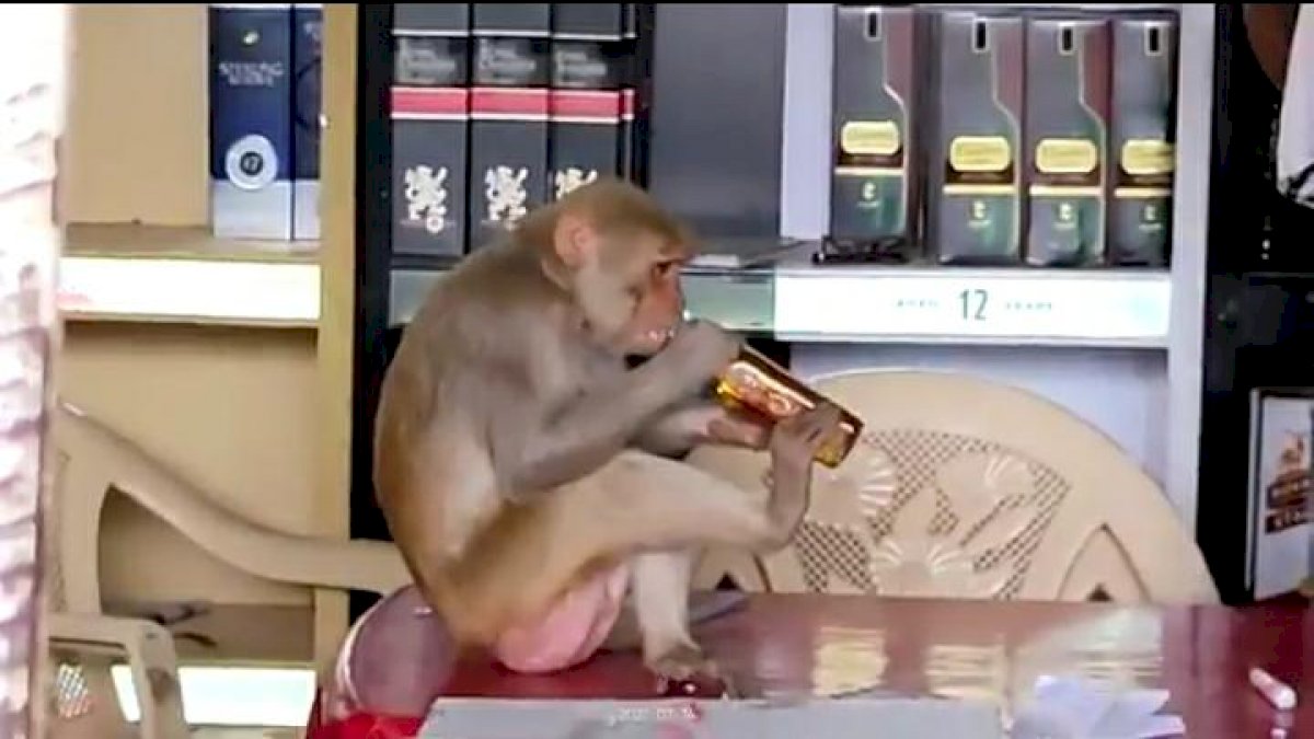 आज पैमाना हटा दो यारों... मयखाने में पहुंचा शराबी बंदर, जमकर छलकाए जाम, वीडियो वायरल आज पैमाना हटा दो यारों... मयखाने में पहुंचा शराबी बंदर, जमकर छलकाए जाम, वीडियो वायरल
