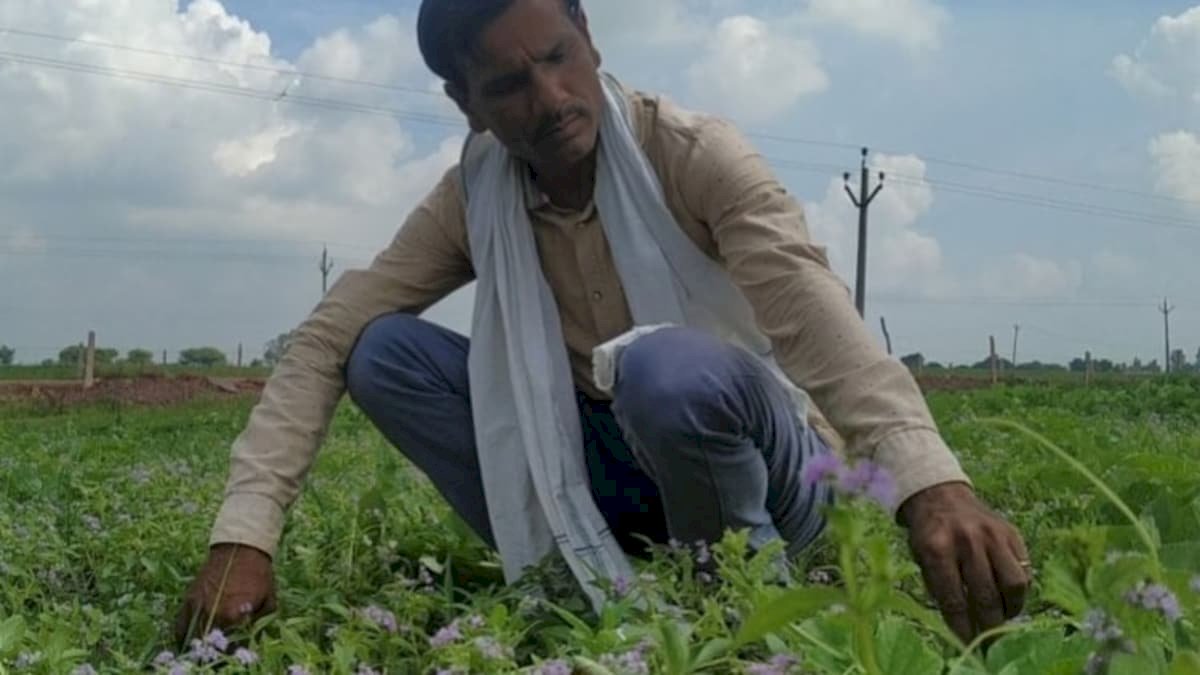 मौसम के गलत पूर्वानुमान के कारण बर्बाद हुई किसानों की फसल, मौसम विभाग के खिलाफ कोर्ट जाएंगे किसान मौसम के गलत पूर्वानुमान के कारण बर्बाद हुई किसानों की फसल, मौसम विभाग के खिलाफ कोर्ट जाएंगे किसान