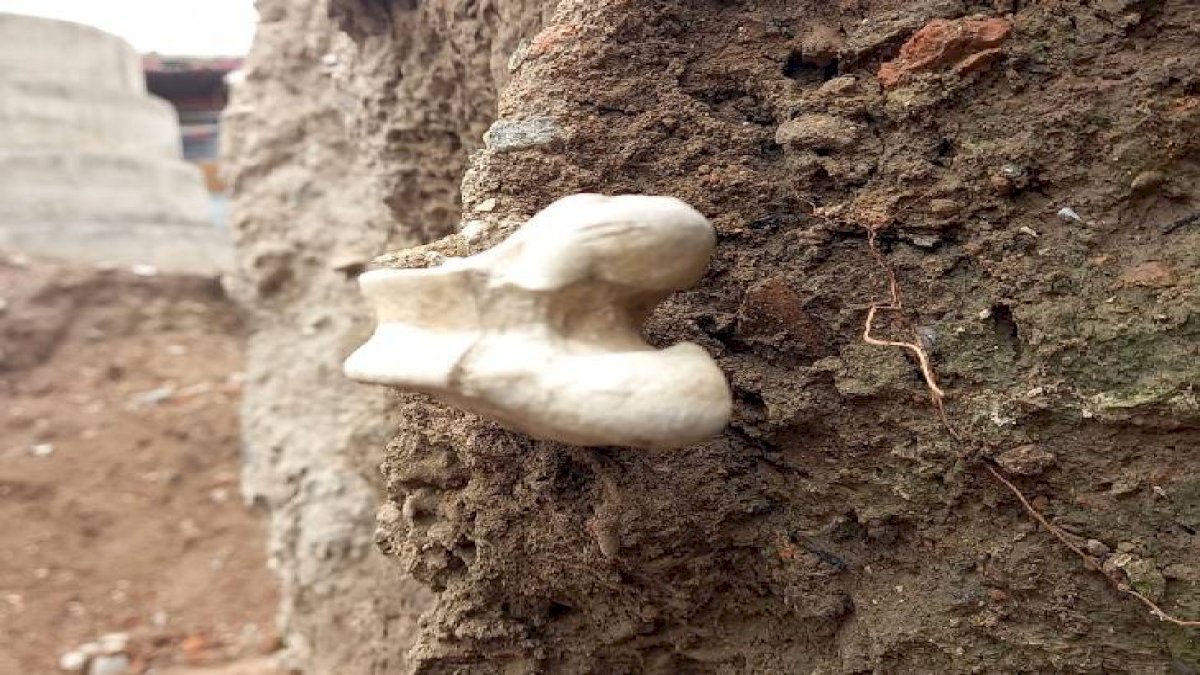 उज्जैन के महाकाल मंदिर परिसर में खुदाई के दौरान नर कंकाल मिलने से सनसनी उज्जैन के महाकाल मंदिर परिसर में खुदाई के दौरान नर कंकाल मिलने से सनसनी