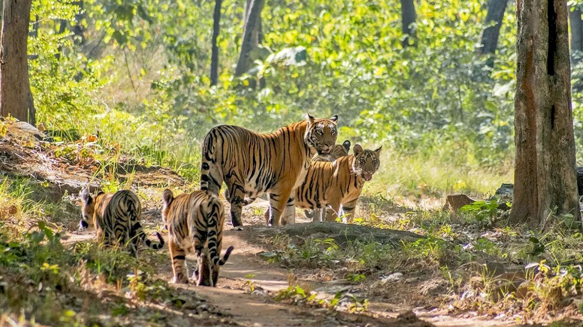 बेस्ट मैनेजमेंट के लिए मप्र के सतपुड़ा टाइगर रिजर्व को मिला अवार्ड, अर्थ नेटवेस्ट ग्रुप अर्थ हीरोज से नवाजा गया बेस्ट मैनेजमेंट के लिए मप्र के सतपुड़ा टाइगर रिजर्व को मिला अवार्ड, अर्थ नेटवेस्ट ग्रुप अर्थ हीरोज से नवाजा गया