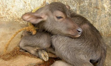 Photo Courtesy:  youtube