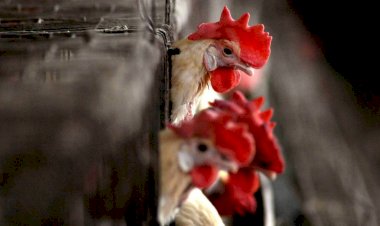 Photo Courtesy: The Indian Express