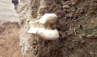 Photo Courtesy: prachand