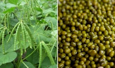 Photo Courtesy: Agrifarming 