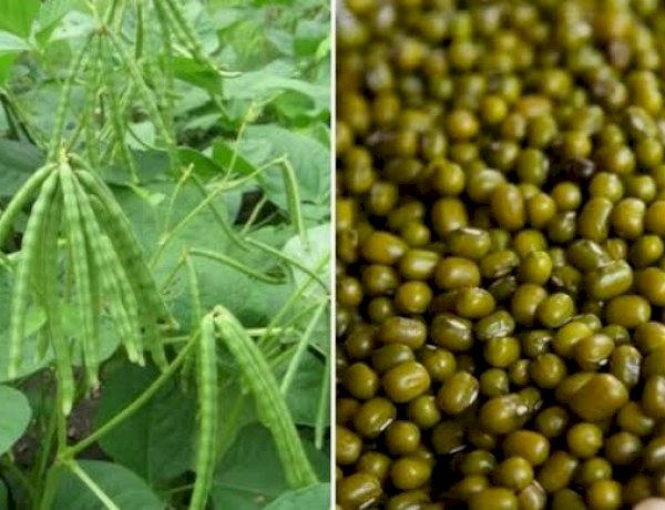 Photo Courtesy: Agrifarming Photo Courtesy: Agrifarming