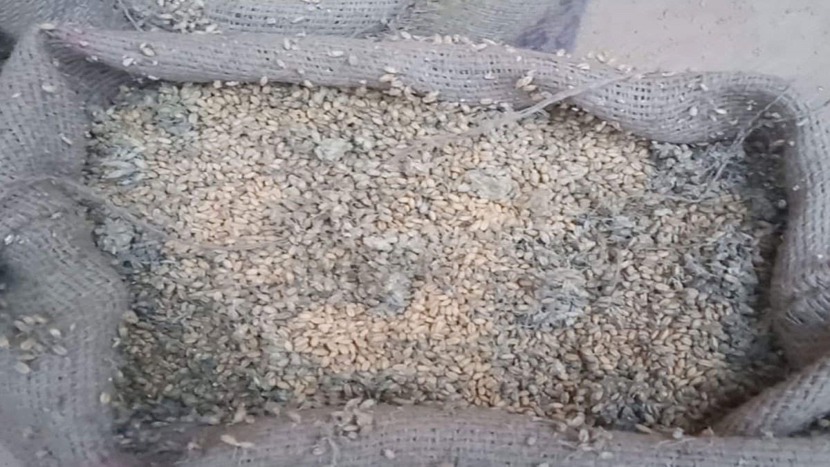 खंडवा में प्रशासन की लापरवाही से किसानों की मेहनत पर फिरा पानी, खुले में रखा 4 हजार क्विंटल गेहूं सड़ा खंडवा में प्रशासन की लापरवाही से किसानों की मेहनत पर फिरा पानी, खुले में रखा 4 हजार क्विंटल गेहूं सड़ा