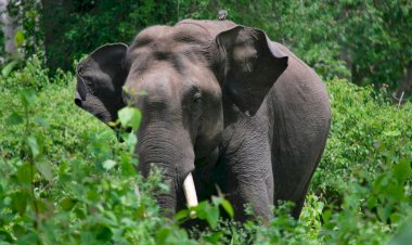 Photo courtesy: Down to earth