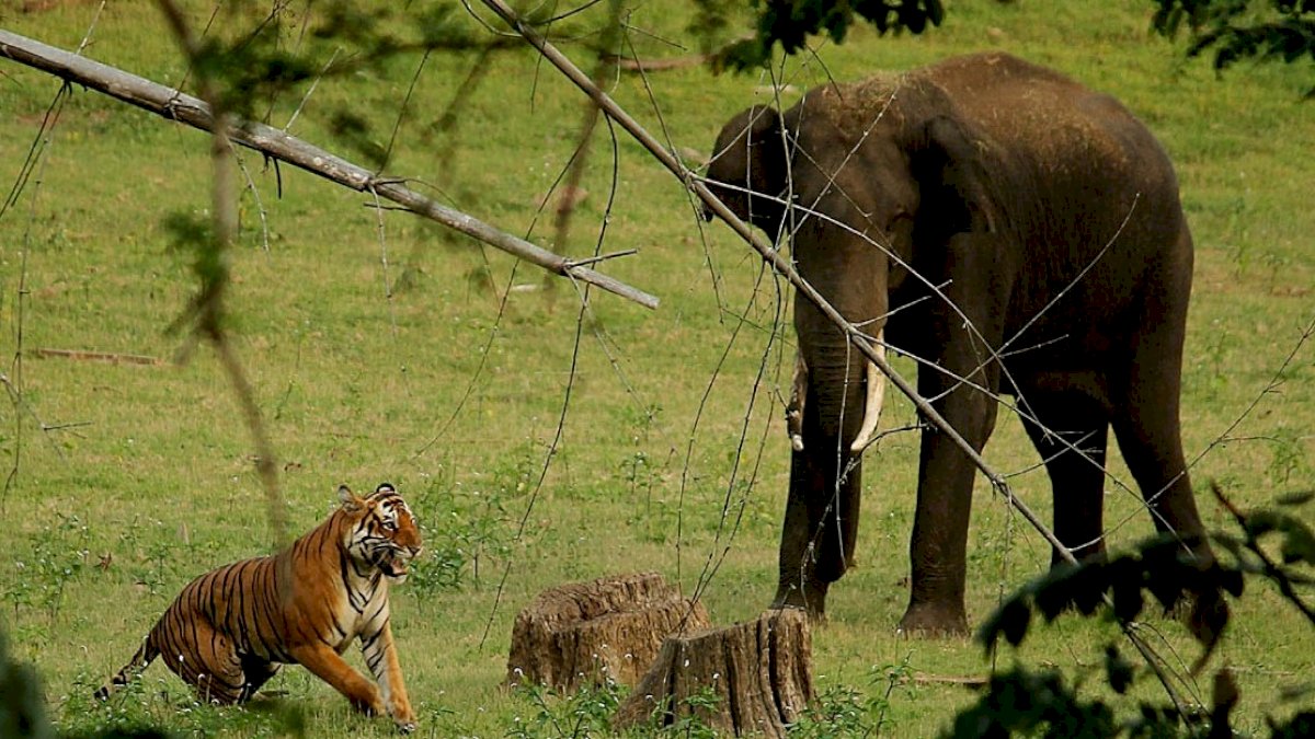 पहली बार बाघ, हाथी और तेंदुए की एक साथ होगी गणना, गूगल एप पर मिलेगी जानकारी पहली बार बाघ, हाथी और तेंदुए की एक साथ होगी गणना, गूगल एप पर मिलेगी जानकारी