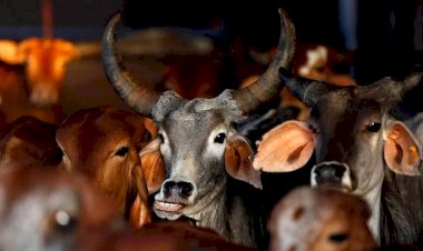 Photo Courtesy: The Quint