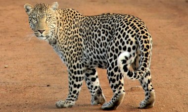 Photo Courtesy: twitter