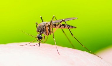 Photo Courtesy: Medicine.net