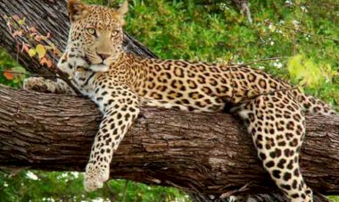 Photo Courtesy: Amar ujala