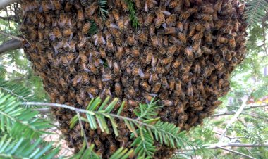 Photo Courtesy: bayer crop science