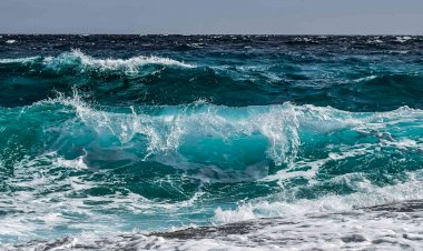 Photo Courtesy: Defenders of Wildlife