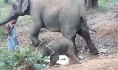 Photo Courtesy: Free press journal