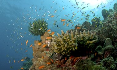 Photo Courtesy: Wikipedia