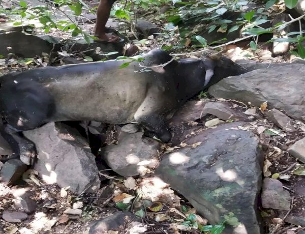 BJP शासित MP में गौवंशो की दुर्दशा, 150 गायों को हजारों फीट गहरी खाई में ढकेला, हड्डियां चकनाचूर BJP शासित MP में गौवंशो की दुर्दशा, 150 गायों को हजारों फीट गहरी खाई में ढकेला, हड्डियां चकनाचूर