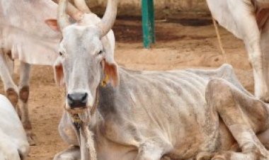 Photo Courtesy: Rewariyasat