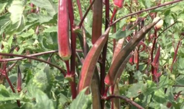 Photo Courtesy: twitter