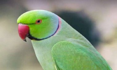 Photo Courtesy: Jagran.com 