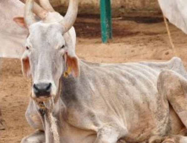 BJP शासित MP में गौवंशो की दुर्दशा, 150 गायों को हजारों फीट गहरी खाई में ढकेला, हड्डियां चकनाचूर