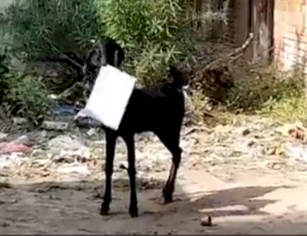 कानपुर: यूपी के विकास की फाइल ले भागी बकरी, पीछे दौड़ लगाते रहे ब्लॉक के कर्मचारी, वीडियो वायरल