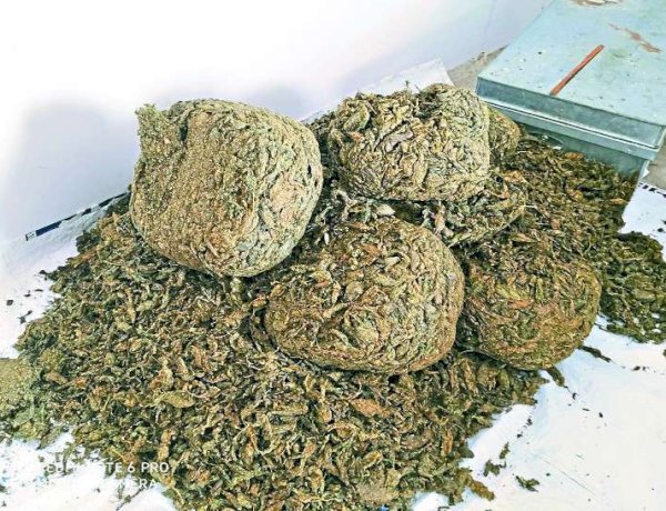 जगदलपुर पुलिस ने पकड़ा 64 लाख का गांजा, चावल की बोरियों में छिपाकर रखा था नशे का सामान जगदलपुर पुलिस ने पकड़ा 64 लाख का गांजा, चावल की बोरियों में छिपाकर रखा था नशे का सामान