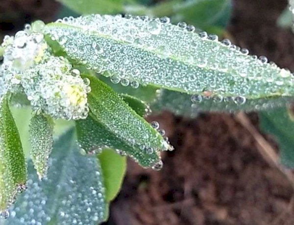 पचमढ़ी में 0.5 डिग्री तक गिरा पारा पौधों पर जम गई ओस की बूंदें, 26 जिलों में शीतलहर के लिए यलो अलर्ट जारी