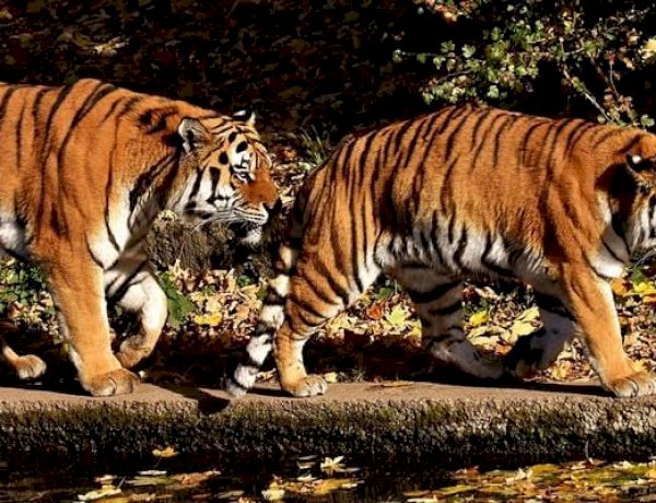 टाइगर स्टेट में सुरक्षित नहीं हैं बाघ, दो सालों में 20 बाघों का हुआ शिकार, कुल 71 बाघों की मौत