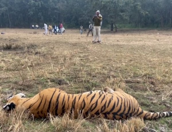 टाइगर स्टेट में सुरक्षित नहीं हैं बाघ, डिंडौरी में टाइगर हंट का मामला, इस साल MP में 42 बाघों की मौत