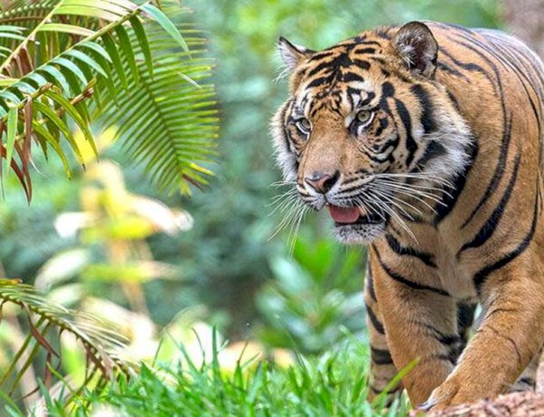 टाइगर स्टेट में हंटर्स बेखौफ, तीन दिन में तीन बाघों की हुई संदिग्ध मौत, इस साल 44 बाघों की हुई मौत