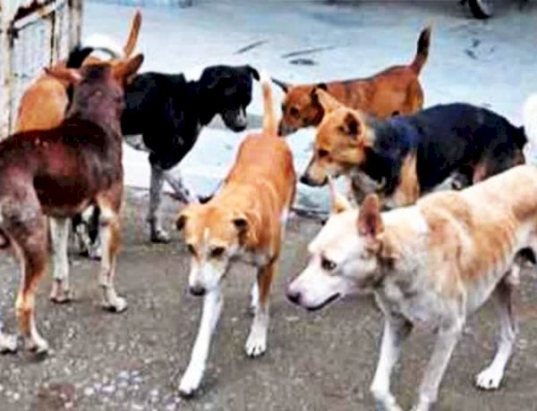 आदमखोर कुत्तों के झुंड ने 4 साल की बच्ची पर किया हमला, CCTV में कैद हुई दर्दनाक घटना आदमखोर कुत्तों के झुंड ने 4 साल की बच्ची पर किया हमला, CCTV में कैद हुई दर्दनाक घटना