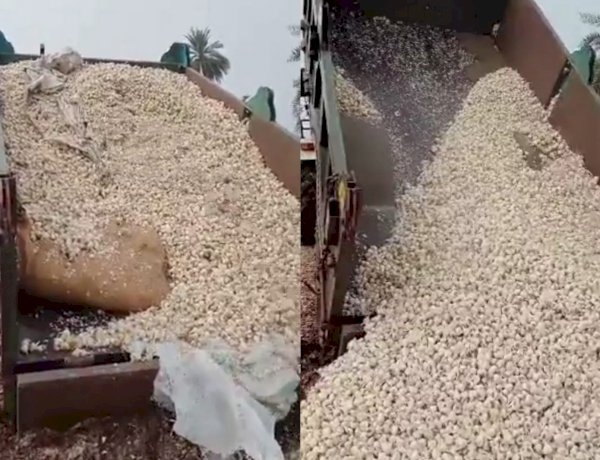 कृषि उपज मंडी में लागत से भी कम मिल रहा था भाव, दुखी किसान ने फेंक दिया एक ट्रॉली लहसुन कृषि उपज मंडी में लागत से भी कम मिल रहा था भाव, दुखी किसान ने फेंक दिया एक ट्रॉली लहसुन