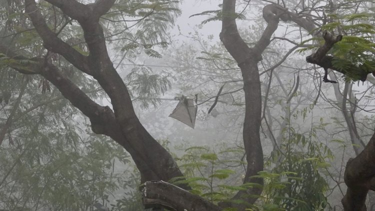 भोपाल की सर्द सुबह जब विजि़बिलिटी हुई 50 मीटर से कम