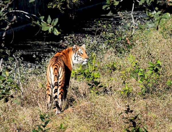 सतपुड़ा टाइगर रिजर्व के बाद बालाघाट के सोनेवानी जंगल में मिला बाघ का शव 