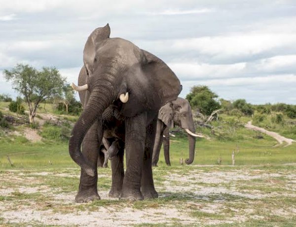 छत्तीसगढ़ से मध्य प्रदेश पहुंचे हाथियों के झुंड ने दंपत्ति को कुचला, मौके पर ही दोनों की मौत