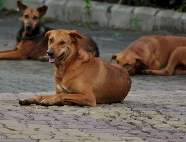 कुत्तों की नसबंदी पर दो करोड़ खर्च करेगा भोपाल नगर निगम, कई इलाकों में बढ़े कुत्तों की संख्या