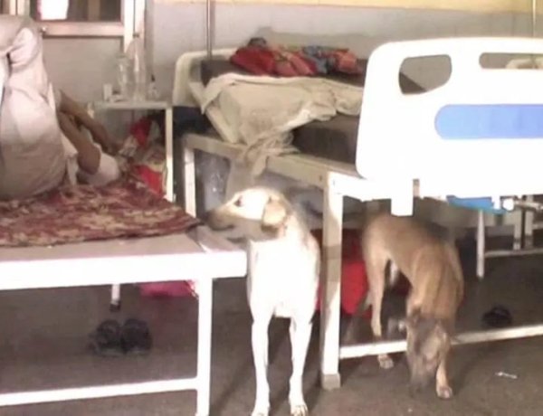 जबलपुर के सरकारी अस्पताल में भर्ती मरीज की कुत्ते ने चबाई उंगली
