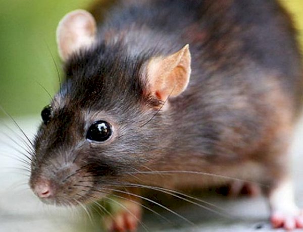 मुंबई: 'गोकुलधाम कॉलोनी' में चूहे की मदद से महिला को वापस मिला 10 तोला सोना