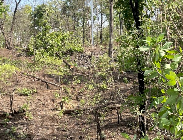 कट रहे हैं सतपुड़ा के जंगल, सारनी नगर पालिका प्रशासन पर दुर्लभ प्रजाति के पेड़ कटवाने का आरोप