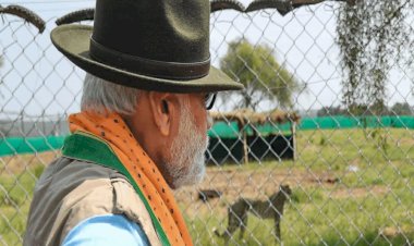 भारत में चीता की वापसी  भारत में चीता की वापसी