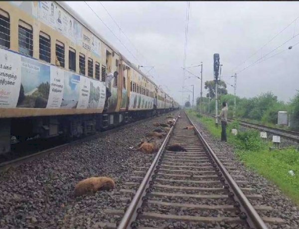 नर्मदापुरम: तेज रफ्तार ट्रेन की चपेट में आने से 100 से अधिक भेड़ों की मौत, दूर दूर तक बिखरे पड़े शव