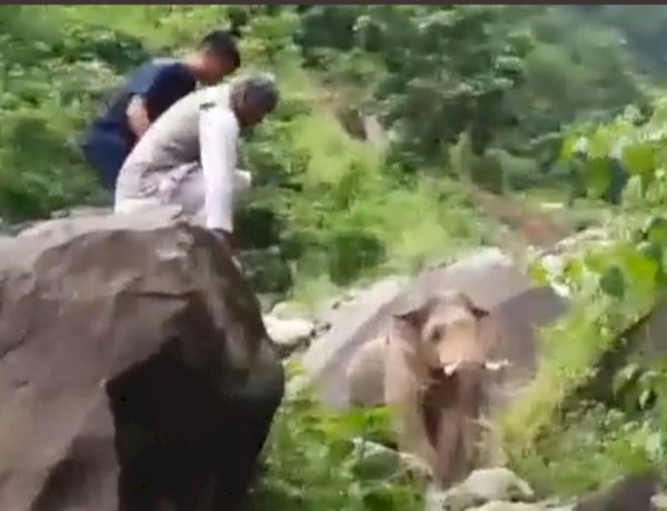 उत्तराखंड के पूर्व CM को हाथी ने दौड़ाया, भागकर चट्टान पर चढ़े त्रिवेंद्र सिंह रावत, 15 मिनट तक अटकी रही सांसें