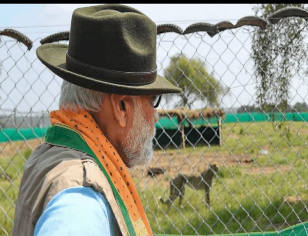 भारत में चीता की वापसी भारत में चीता की वापसी