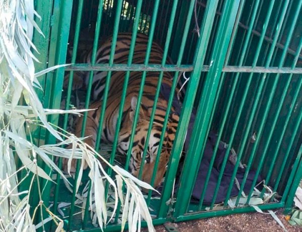 पकड़ा गया भोपाल के मैनिट परिसर में घूम रहा टाइगर, बकरी के लालच में पिंजरे में हुआ कैद