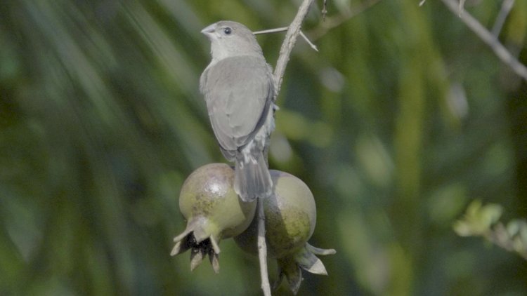 Garden Warbler की रौनक से गुलजार बाग बगीचे