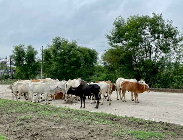 MP: पशुओं को खुला छोड़ना मालिक को पड़ेगा भारी, सड़कों पर मिले मवेशी तो चुकाना होगा 1 हजार रुपए जुर्माना MP: पशुओं को खुला छोड़ना मालिक को पड़ेगा भारी, सड़कों पर मिले मवेशी तो चुकाना होगा 1 हजार रुपए जुर्माना