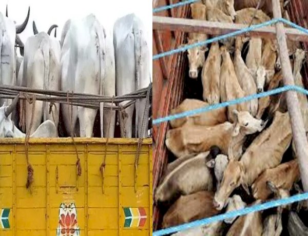 लहसुन की आड़ में गौवंश की तस्करी, शिवपुरी में 80 मवेशियों से भरा ट्रक पलटा, 12 बछड़ों की हुई मौत