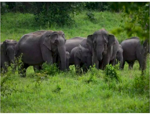 MP में कर्नाटक से आएंगे 15 हाथी, STR, पेंच और कान्हा रिजर्व में हाथी लाने की तैयारी