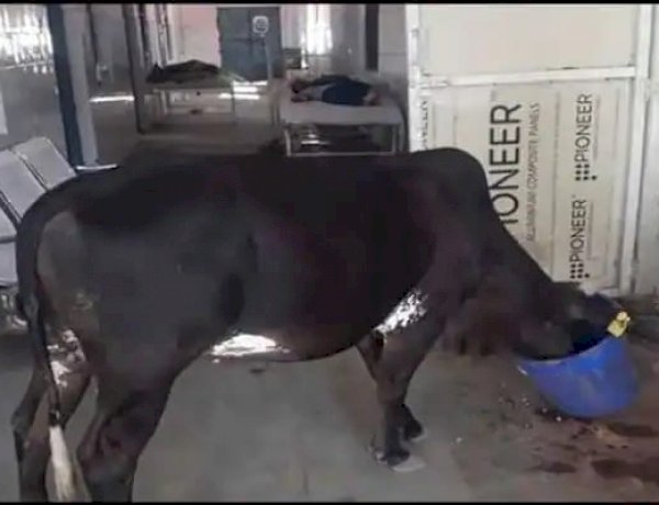 राजगढ़ जिला अस्पताल में बेलगाम घूमती मिली गाय, आईसीयू वार्ड के मरीज़ों में घबराहट